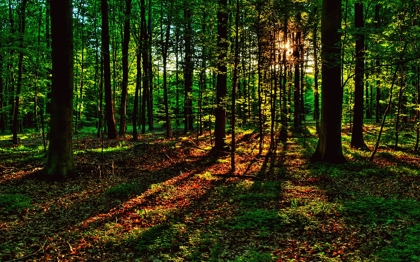 forest1